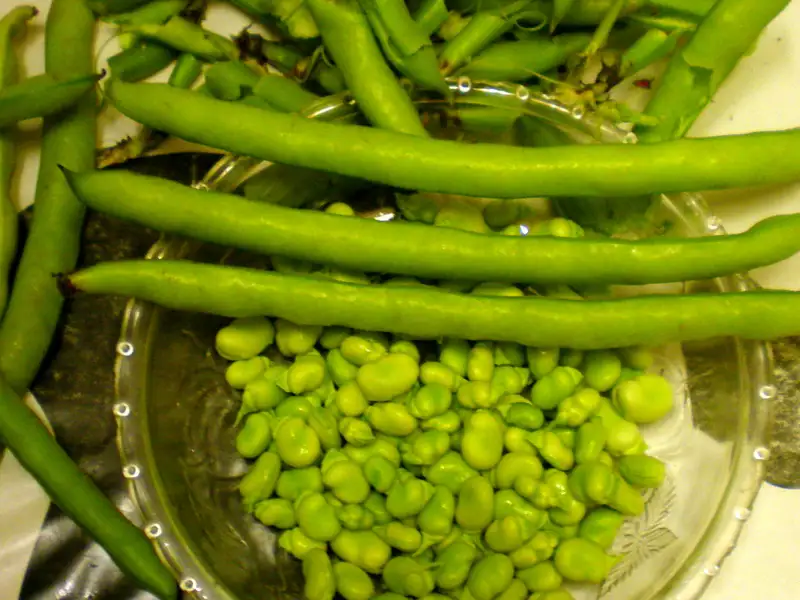 Bonen in de Catalaanse stijl
