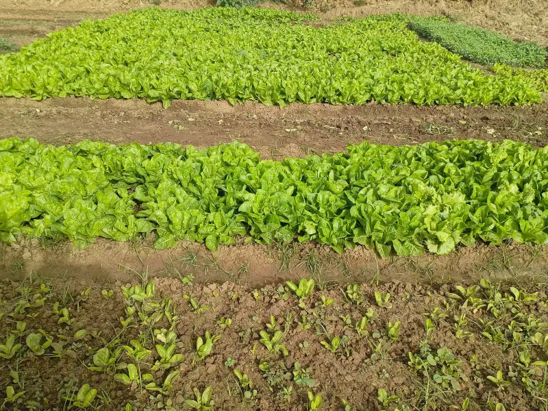 卷心菜沙拉